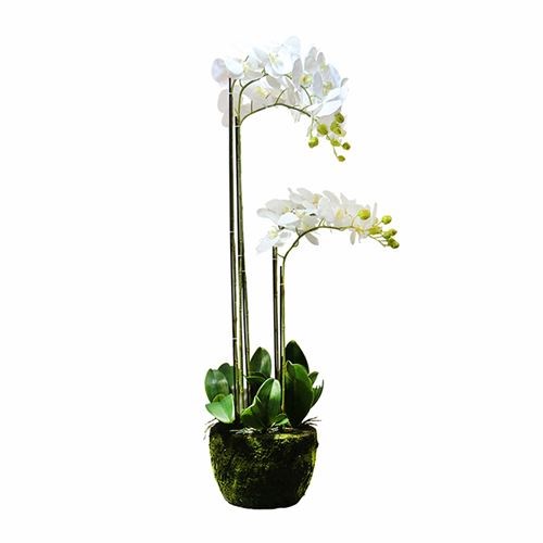 Art. Phalaenopsis Pot Plant - 5 Stem