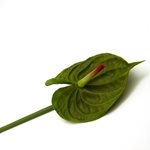 Anthurium Stem 70cm - Green