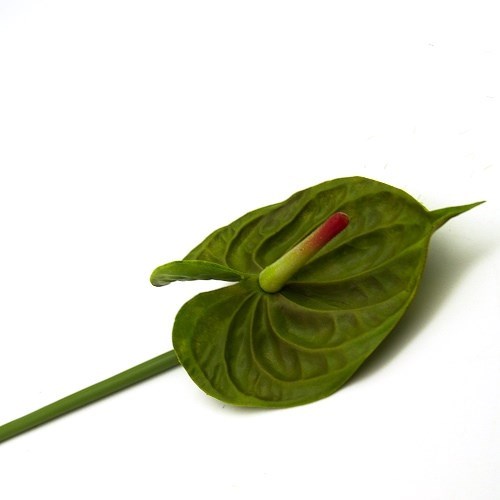 Anthurium Stem 70cm