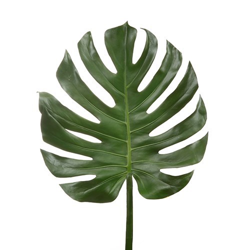 Monstera Leaf 30xm wide x 90cm