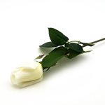 Single Rose - White