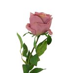 Garden Rose Stem 65cm - Dusky Pink