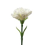 Standard Carnation Stem - White