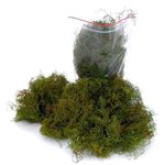 Natural Tree Moss - Green