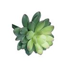 Succulent Stem - 2-Tone Green