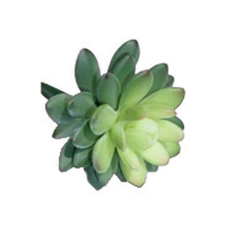 Succulent Stem