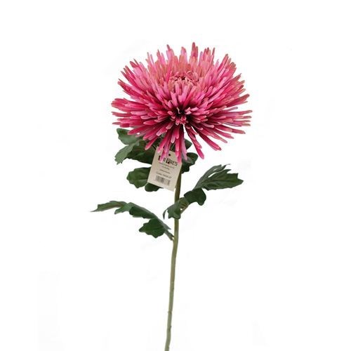 Standard Chrysanthemum Stem