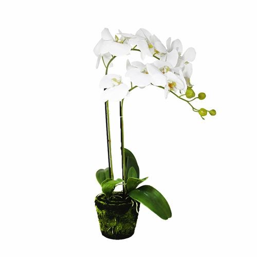 Art. Phalaenopsis Pot Plant - 2 Stem