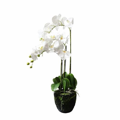 Art. Phalaenopsis Pot Plant - 3 Stem