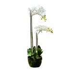 Art. Phalaenopsis Pot Plant - 5 Stem - White