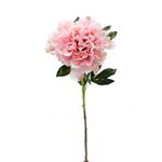 Standard Peony Rose Stem - Light Pink