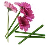 Paper Gerbera Tubes - 250 box